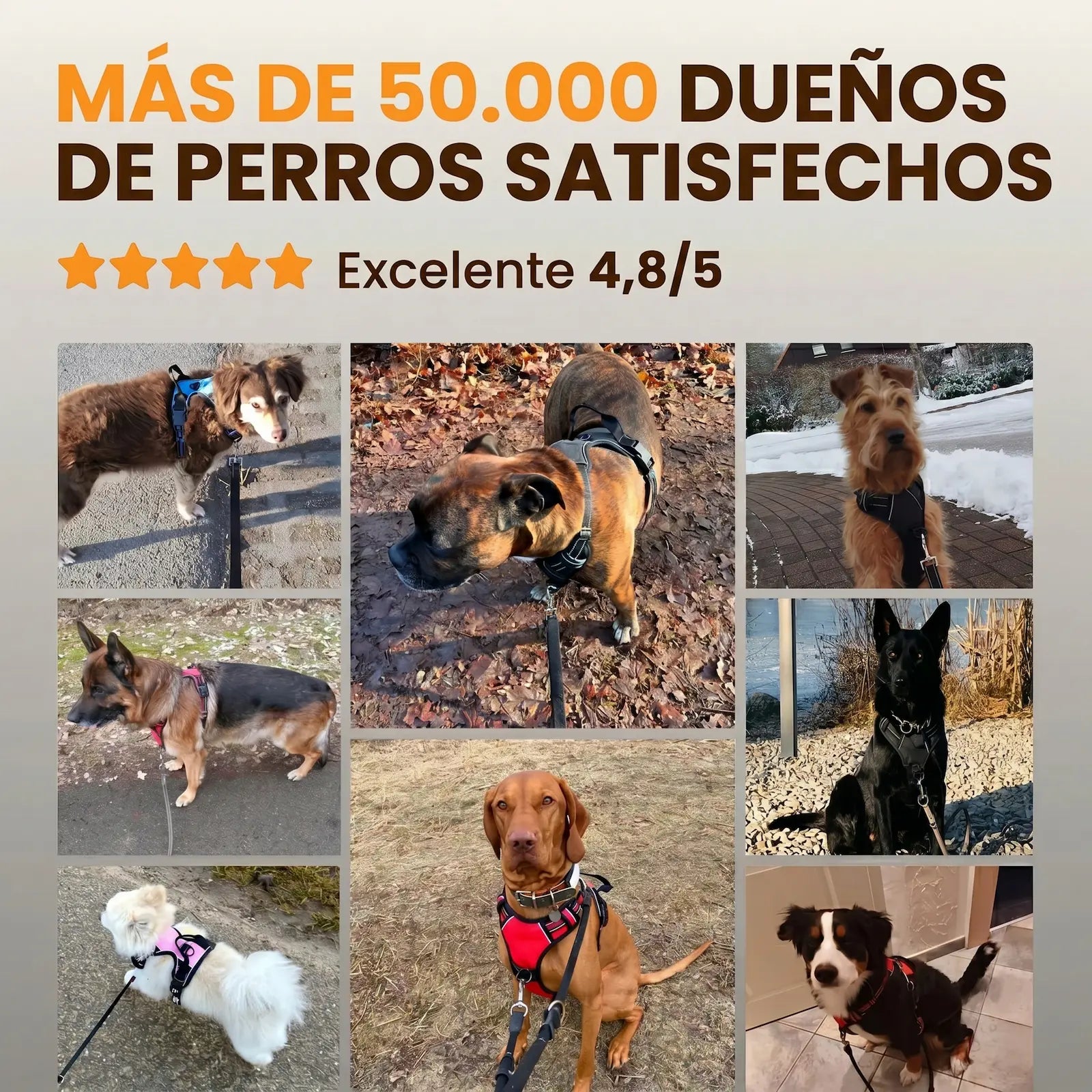 PASEOVA™ Arnés Antitirones